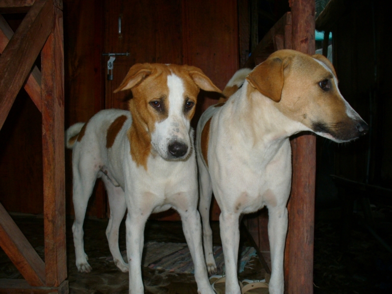 Пробная зимовка в Гоа 2014 .