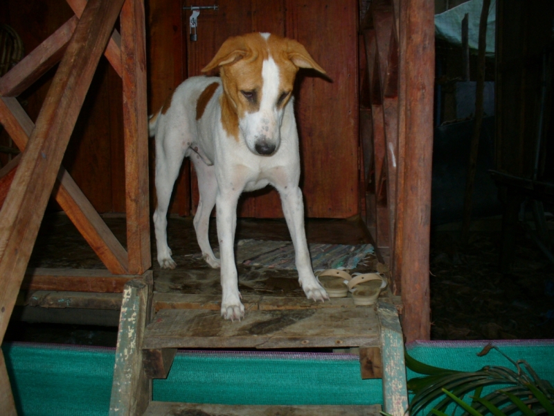 Пробная зимовка в Гоа 2014 .