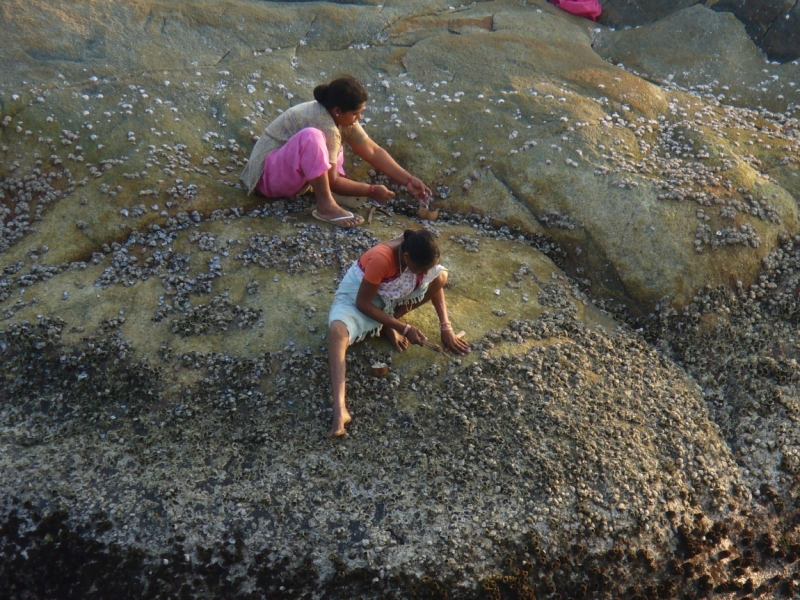 Пробная зимовка в Гоа 2014 .