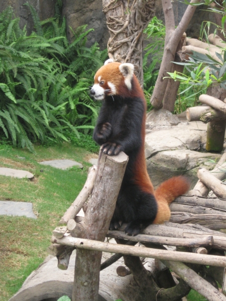 Фотоохота, зоопарки и просто животинки из путешествий - 3