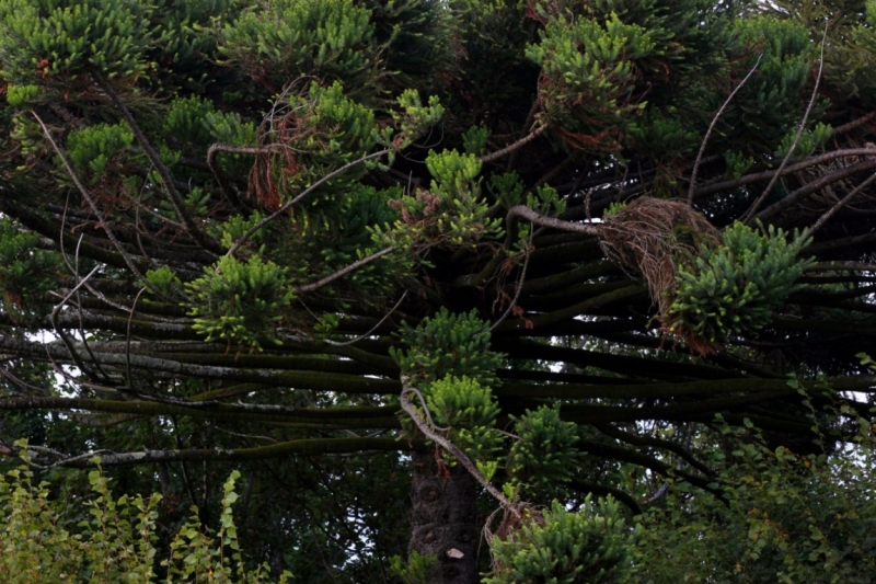 8 городов Португалии + пещеры и Дом Камень