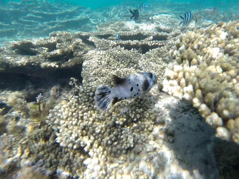 Маврикий пляжи