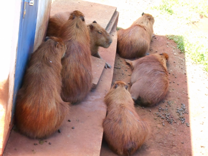 Фотоохота, зоопарки и просто животинки из путешествий - 3