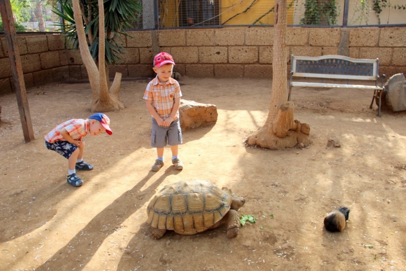 Пять недель на Тенерифе с детьми (фотоотчет)