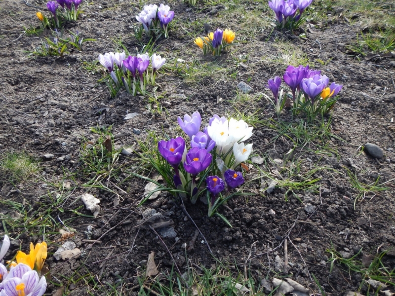 Весна 2015. Четыре Балтийские столицы: Таллин, Стокгольм, Рига и Вильнюс