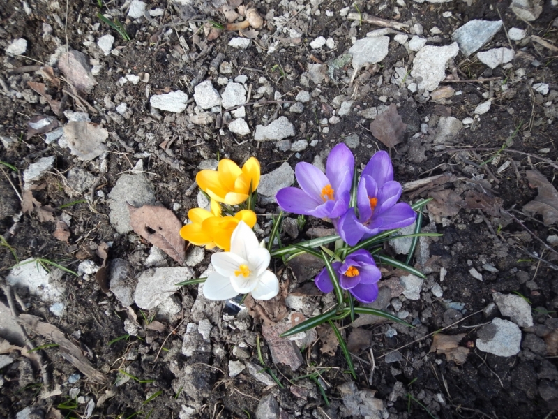 Весна 2015. Четыре Балтийские столицы: Таллин, Стокгольм, Рига и Вильнюс