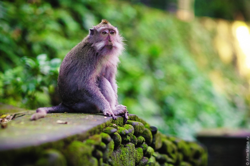 Лес обезьян. Убуд.