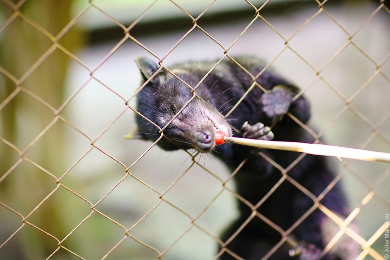 Кормление ягодами арабики лювака на ферме