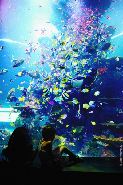 Сингапурский океанариум