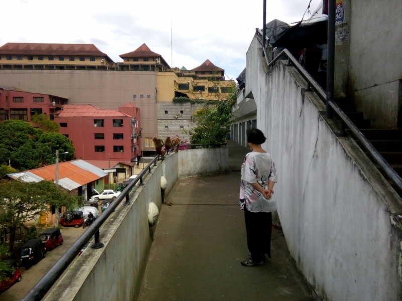 Шри Ланка 55+