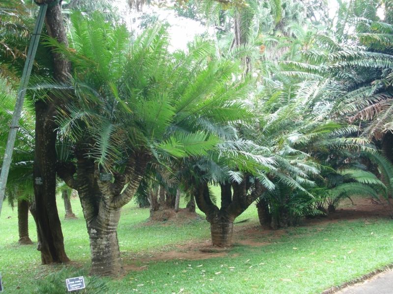 Шри Ланка 55+