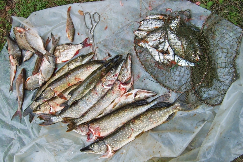 Рыбалка в Ладожских шхерах.wow