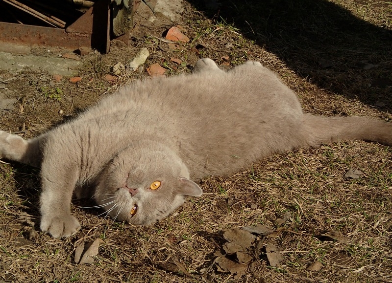 Поговорим о кошках33