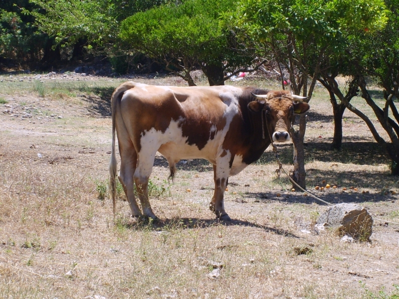 Фотоохота, зоопарки и просто животинки из путешествий - 3