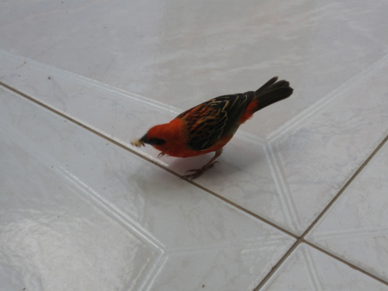 Птицы в фотографиях из путешествий