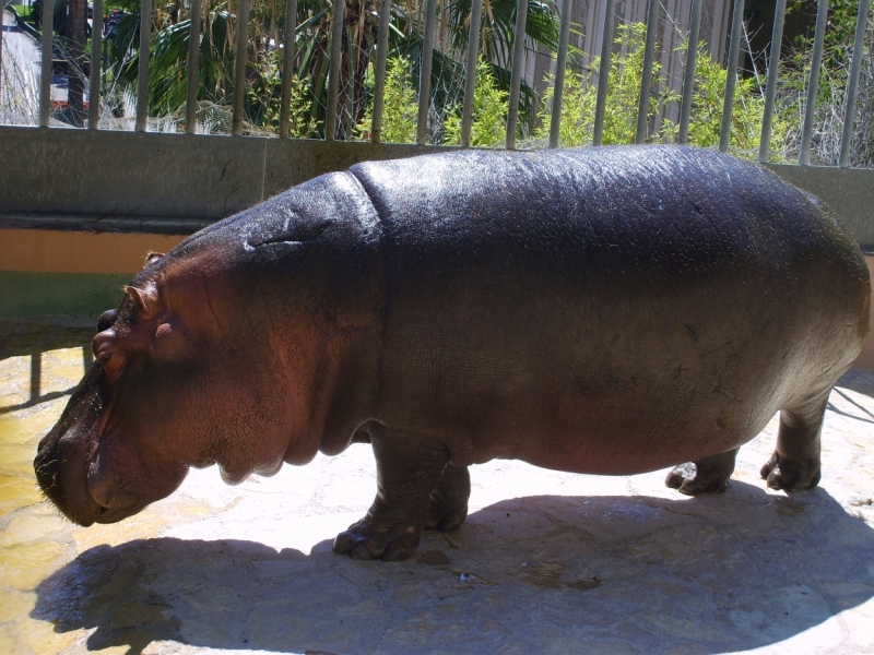 Фотоохота, зоопарки и просто животинки из путешествий - 3