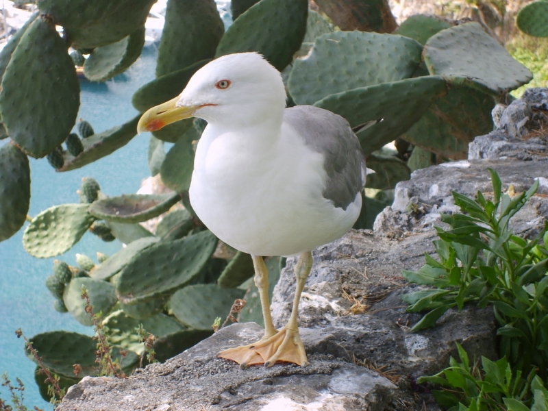 Птицы в фотографиях из путешествий