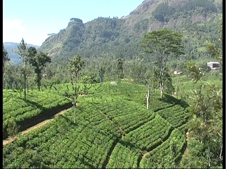 Шри Ланка 55+