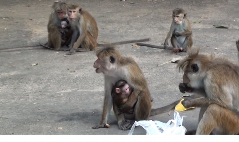 Шри Ланка 55+