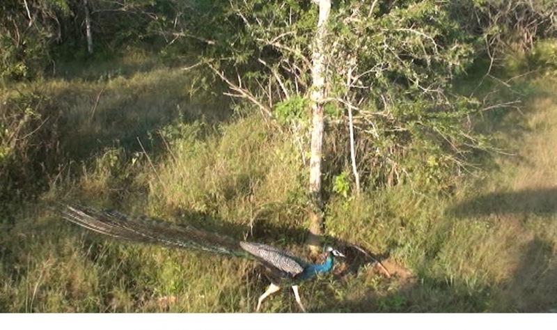 Шри Ланка 55+