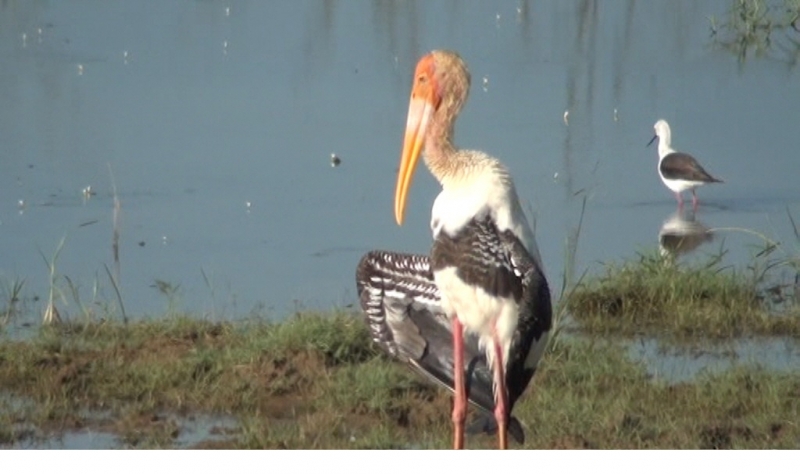 Шри Ланка 55+