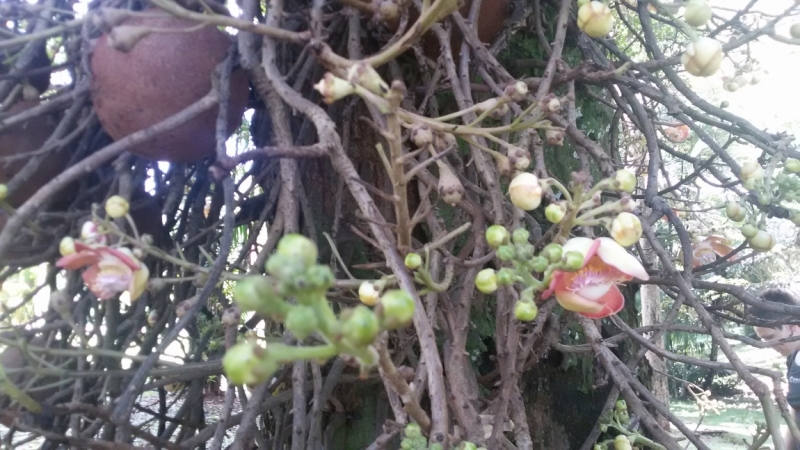 Шри Ланка 2015 год,или мифы и реальность.