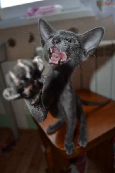 Поговорим о кошках33