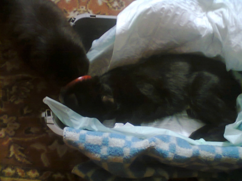 Поговорим о кошках33