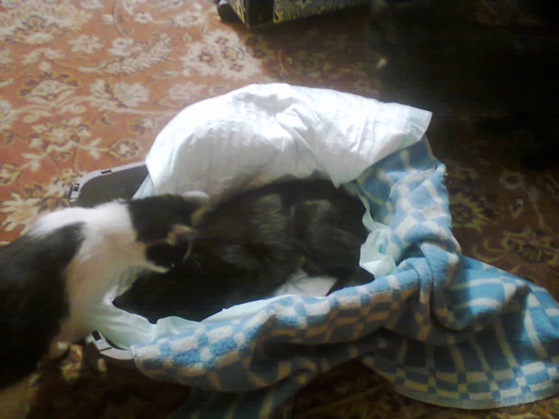 Поговорим о кошках33