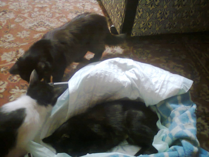 Поговорим о кошках33