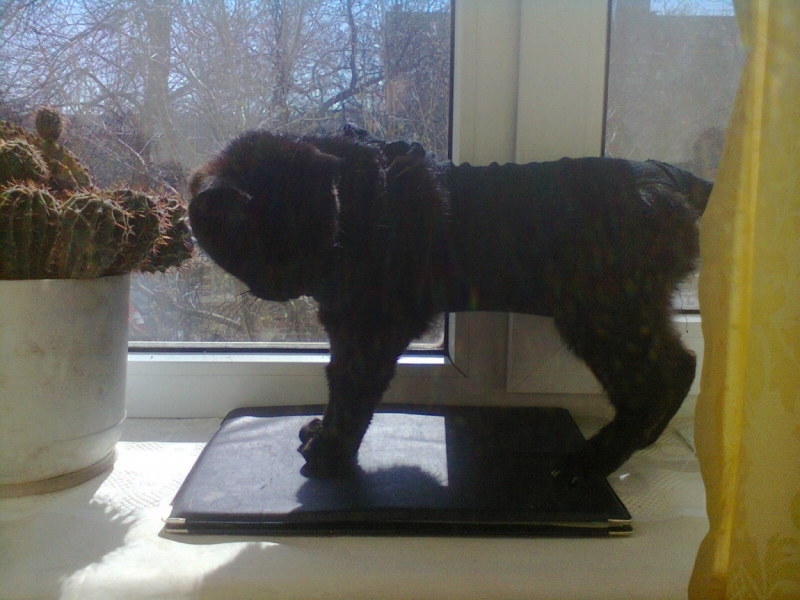 Поговорим о кошках33