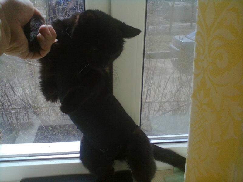 Поговорим о кошках33