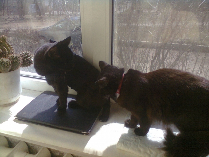 Поговорим о кошках33