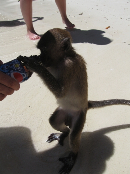 Фотоохота, зоопарки и просто животинки из путешествий - 3