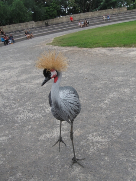 Птицы в фотографиях из путешествий