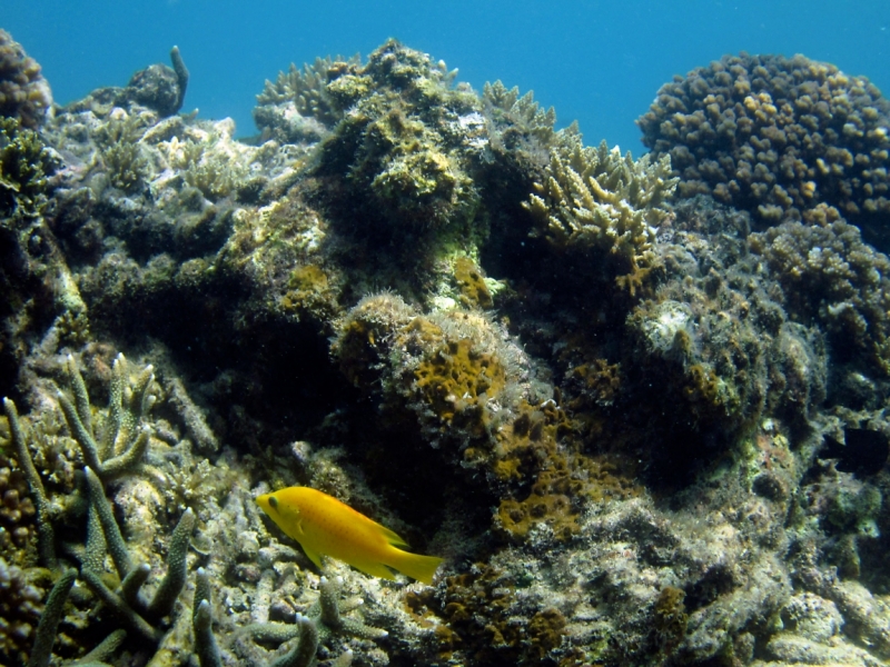 Малайзия 2013 - Борнео, Куала-Лумпур, Перхентианы - маршрут на месяц
