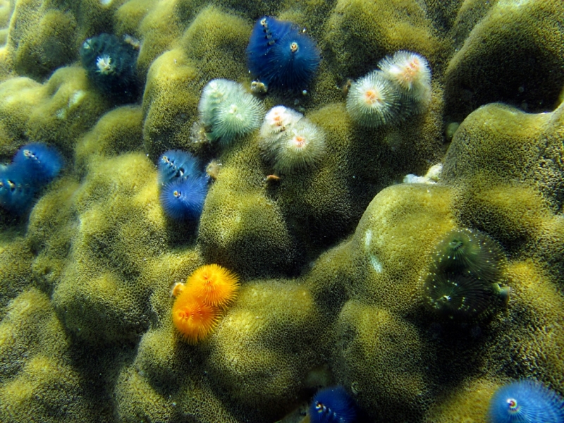 Малайзия 2013 - Борнео, Куала-Лумпур, Перхентианы - маршрут на месяц