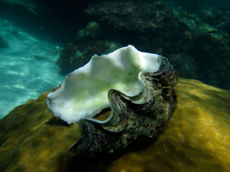 Малайзия 2013 - Борнео, Куала-Лумпур, Перхентианы - маршрут на месяц