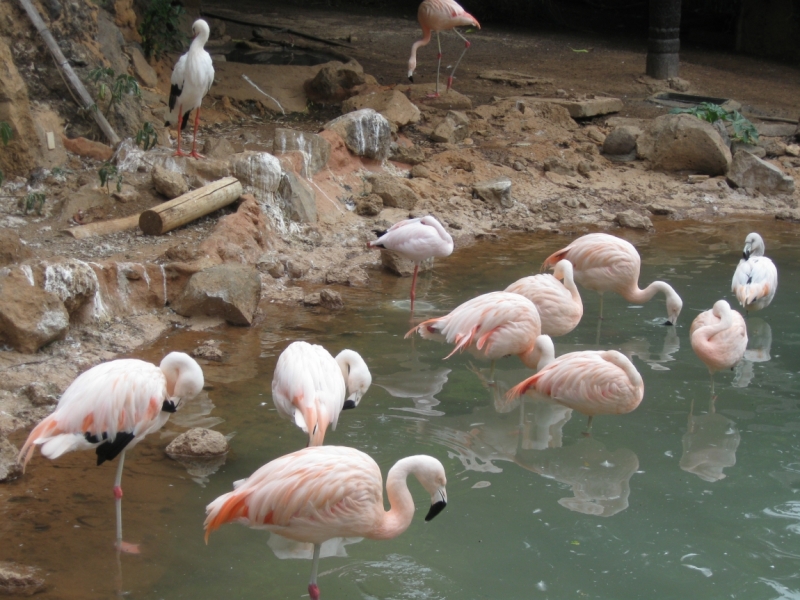 Птицы в фотографиях из путешествий