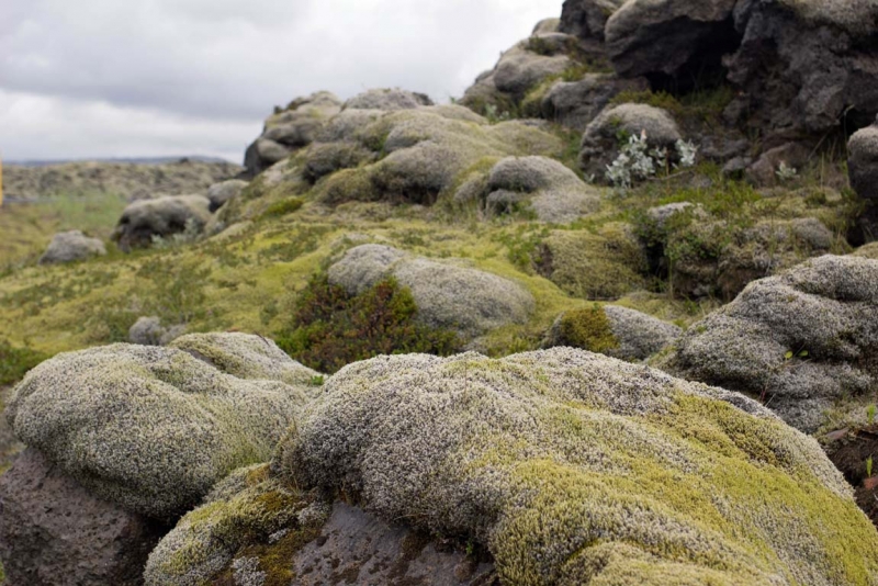 Остров Бекасов