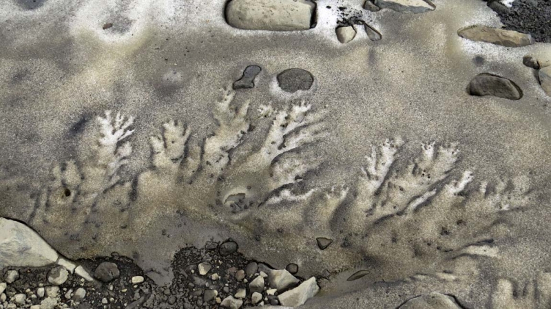 Остров Бекасов