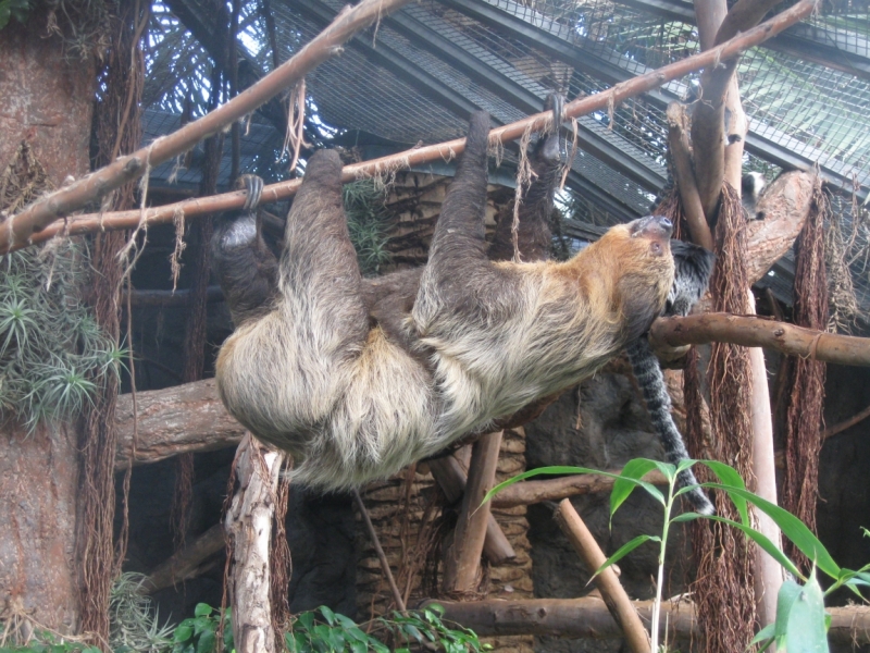 Фотоохота, зоопарки и просто животинки из путешествий - 3