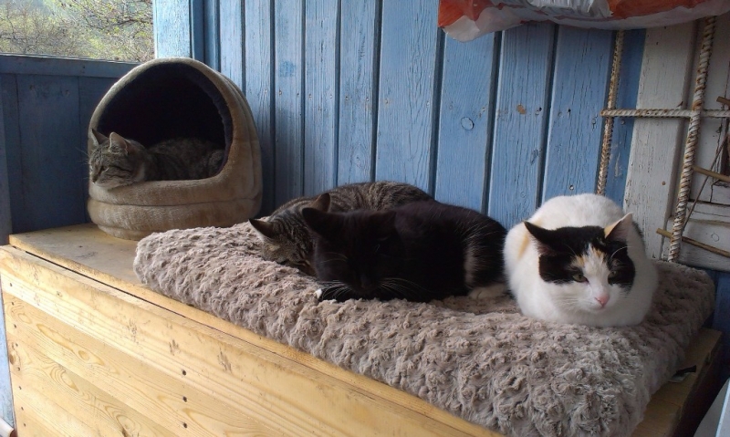 Поговорим о кошках33