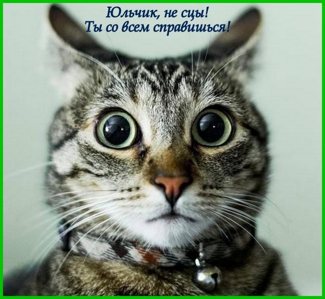 Поговорим о кошках33