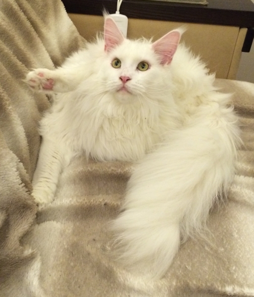 Поговорим о кошках33