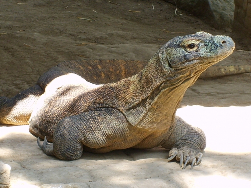 Фотоохота, зоопарки и просто животинки из путешествий - 3