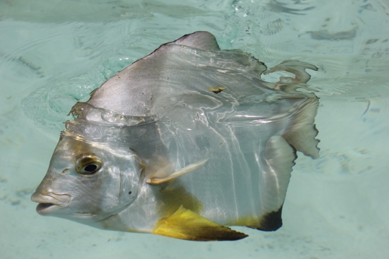 Сейшелы, Маэ/Ла-Диг, март 2015, 8 дней, вдвоем (+видео)