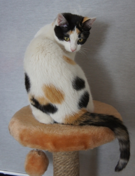 Поговорим о кошках33