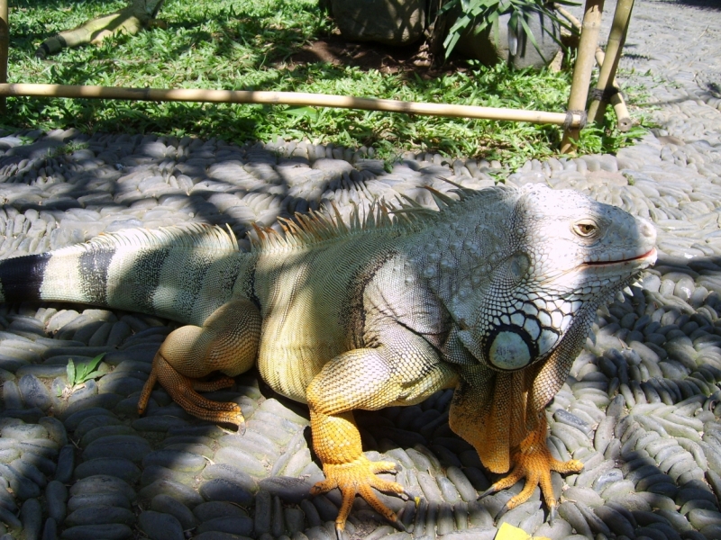 Фотоохота, зоопарки и просто животинки из путешествий - 3