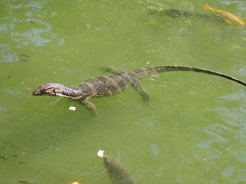 Фотоохота, зоопарки и просто животинки из путешествий - 3